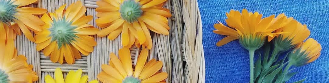 The Blog of Chloe Calendula